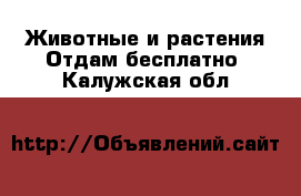 Животные и растения Отдам бесплатно. Калужская обл.